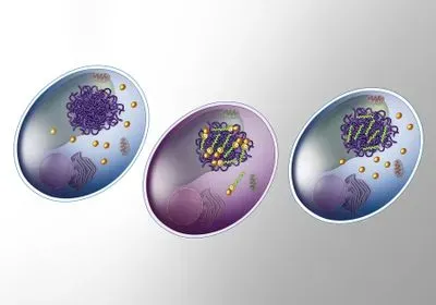 Illustration showing how engineered cells produce proteins that allow scientists to turn cellular processes on and off